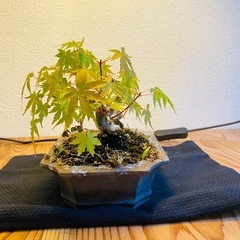 盆栽 小品 もみじ 紅葉の画像