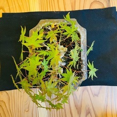 盆栽 小品 もみじ 紅葉の画像