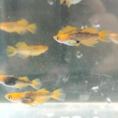 メダカ 龍章鳳姿 産卵個体 ビオトープ 