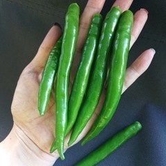 大分県産激辛生青唐辛子［ホットパラソルEX］500g