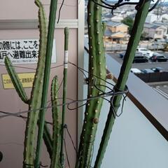 超お買い得!柱サボテンとフェロカクタス、花芽付き12000円相当→1800円の画像