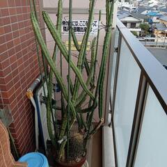 超お買い得!柱サボテンとフェロカクタス、花芽付き12000円相当...