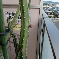 超お買い得!柱サボテンとフェロカクタス、花芽付き12000円相当→1800円の画像