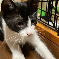 8/18　譲渡会参加　黒白2.5か月のナッツ