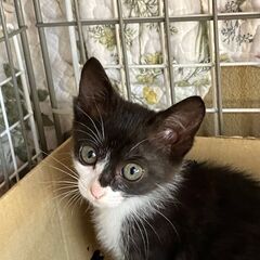 8/18譲渡会参加　黒白2.5か月のメグ