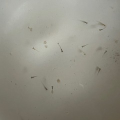 MIXメダカ稚魚1匹2円〜