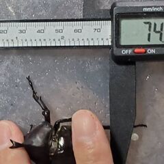 超特大カブトムシ！オスメスペア（計 2匹）♂74.9mm ♀フリーの画像