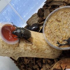 超特大カブトムシ！オスメスペア（計 2匹）♂74.9mm ♀フリーの画像