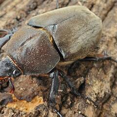 超特大カブトムシ！オスメスペア（計 2匹）♂74.9mm ♀フリーの画像