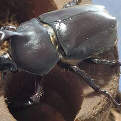 超特大カブトムシ！オスメスペア（計 2匹）♂74.9mm ♀フリーの画像