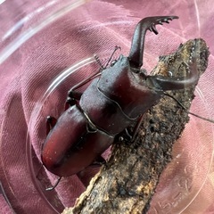 ノコギリクワガタ ペア WILD