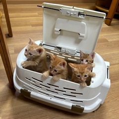 里親になってくれる方募集です。残り1匹です。