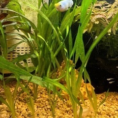 スクリューバリスネリア 水草