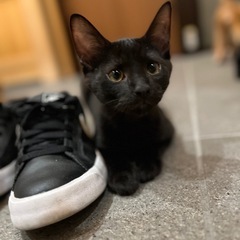 黒猫🐈‍⬛くん🐾  生後4ヶ月