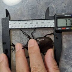 超特大カブトムシ！オスメスペア（計 2匹）♂77.6mm ♀フリーの画像