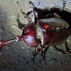 超特大カブトムシ！オスメスペア（計 2匹）♂77.6mm ♀フリーの画像