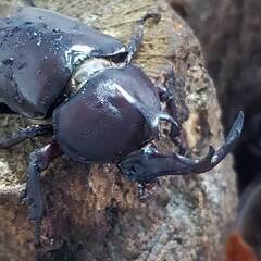 超特大カブトムシ！オスメスペア（計 2匹）♂77.6mm ♀フリーの画像