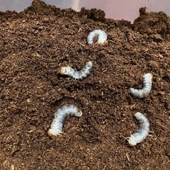 ダイオウヒラタ　幼虫5匹の画像
