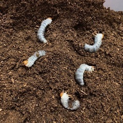 ダイオウヒラタ　幼虫5匹の画像