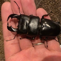 ダイオウヒラタ　幼虫5匹