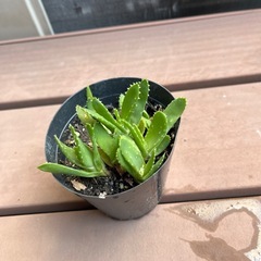 小さいアロエ