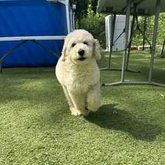 【飼い主様決まりました】スタンダードプードルの女の子🐩🤍