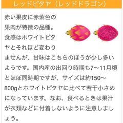ドラゴンフルーツ、レッドの苗