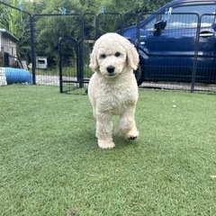 【飼い主様決まりました】スタンダードプードルの男の子🐩🪐