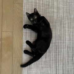 甘えん坊の男の子です💕