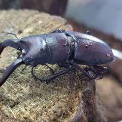 ノコギリクワガタ天然採集　WD♂1♀1（計 2匹）♂54.3mm...