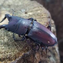 ノコギリクワガタ天然採集　WD♂1♀1（計 2匹）♂54.3mm♀フリーサイズの画像