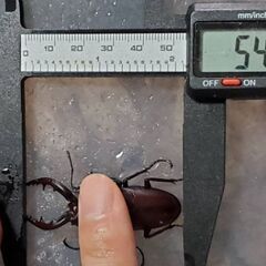 ノコギリクワガタ天然採集　WD♂1♀1（計 2匹）♂54.3mm♀フリーサイズの画像
