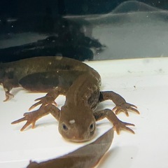 アカハライモリ　数量により割引します！