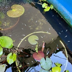 メダカ（みゆきメダカ、青メダカ）、ミナミヌマエビ、カワニナ