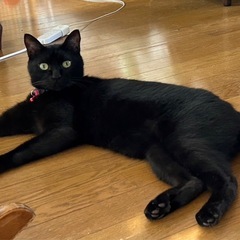 ビビりのミクルくん