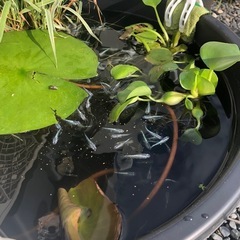 【幹之メダカ】【水草】【貝】【ミナミヌマエビ】
