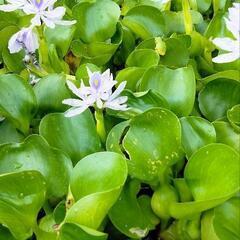 ホテイアオイ 水草　メダカの画像