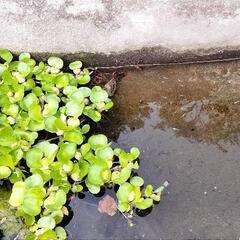 ホテイアオイ 水草　メダカの画像