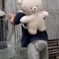 西松屋 背負ってクッション くまの画像