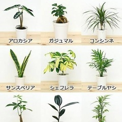 観葉植物を譲ってください　横浜