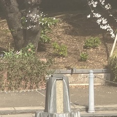 散歩してくれる方募集