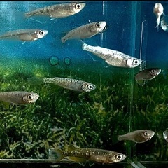 🌟お譲り先決定❗️お一人様限定❗️サボテンメダカ10匹