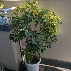 交渉中　観葉植物　カポック・ベンジャミンの画像