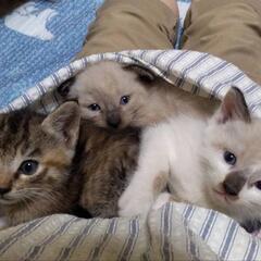 ５にゃんこの里親なってください🐱