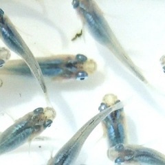 深海メダカ
