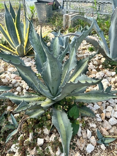 アガベ　アメリカーナ