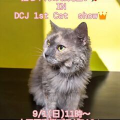 9/1（日）譲渡会。6歳ラパーマ♀(⋈◍＞◡＜◍)。✧♡