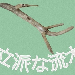 ✴️立派な流木
