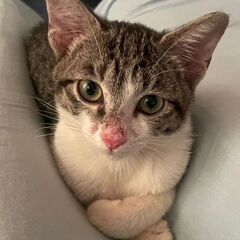 保護猫の里親を探してます