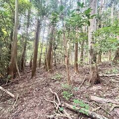  ★★　１９９９坪の針葉樹の山物件　★★